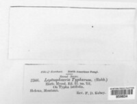 Typhicola typharum image